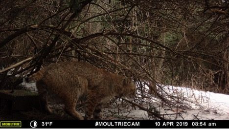 Bobcat (Lynx rufus)